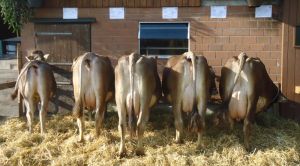 ZF Holda Burch Beat Ramersberg 79A